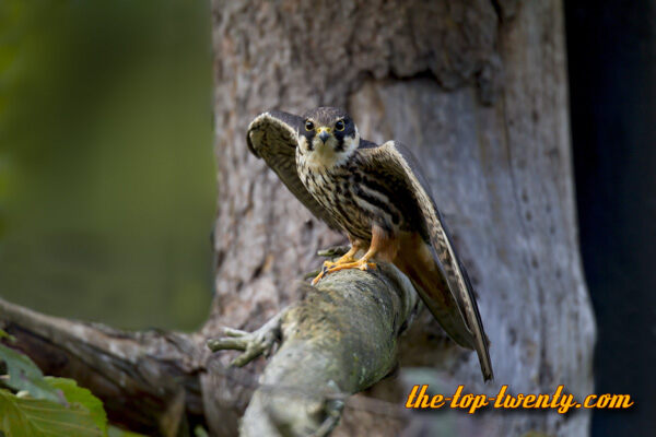 Eurasian hobby fastest animals